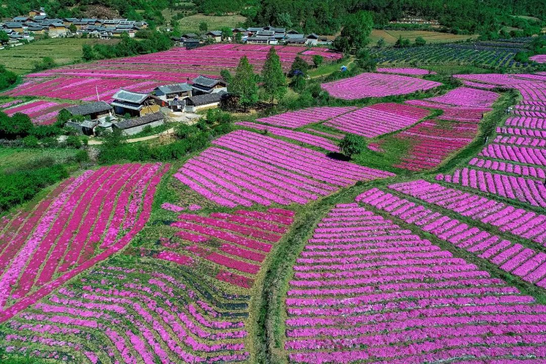 云南：發(fā)揮優(yōu)勢(shì)打造“世界花園”