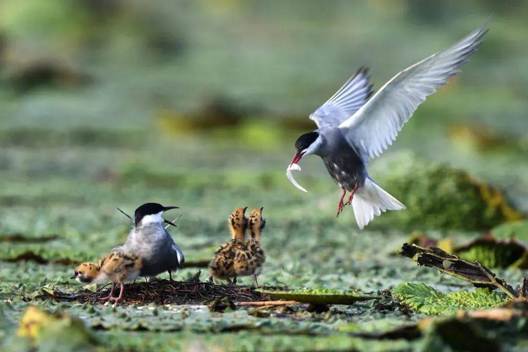 中國始終堅持生物多樣性保護(hù)，為國際社會樹立典范