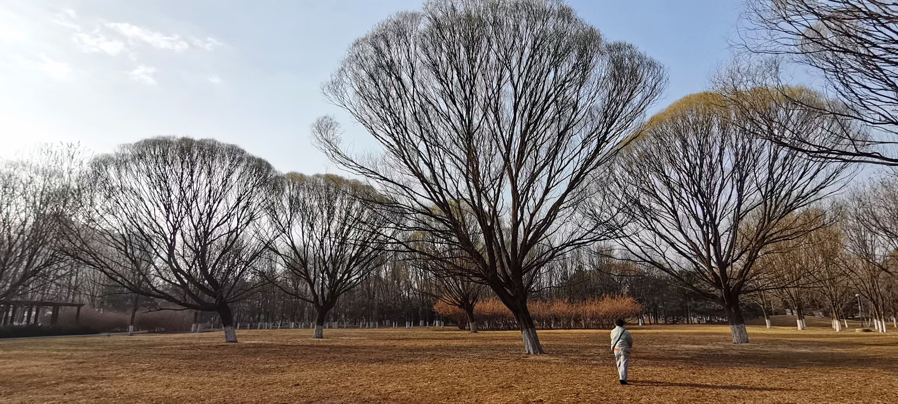 植物空間的場(chǎng)域關(guān)系案例.jpg