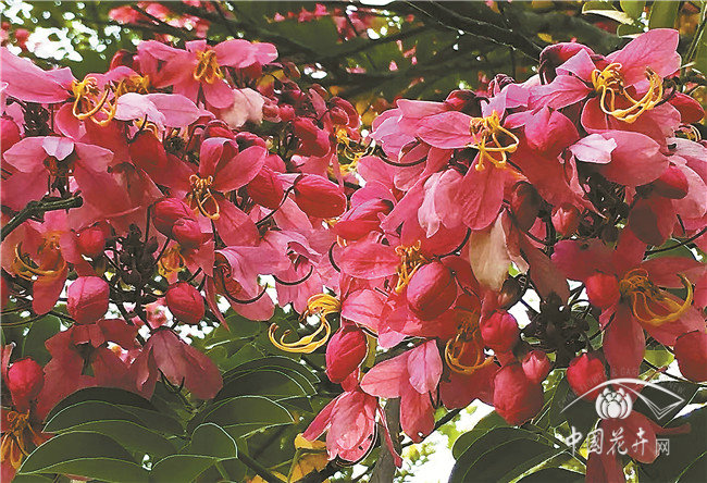 世界上開花最多的植物園？——西雙版納熱帶植物園